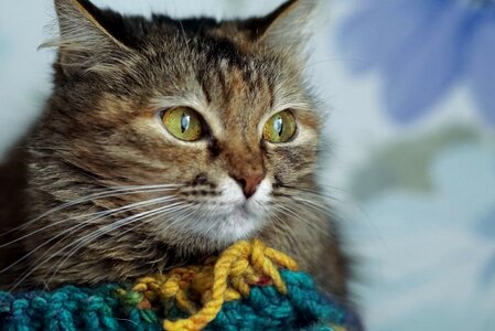 Adorable animal animals