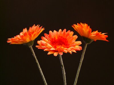 Blossom bloom art flower photo