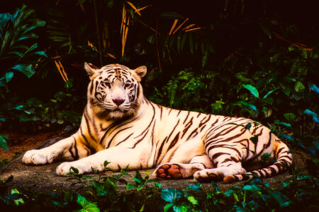 Albino Tiger resting