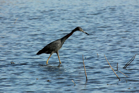 Little Blue Heron photo