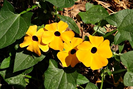 Gold flora wild flower photo