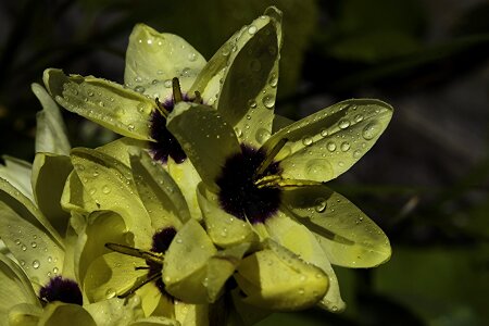 Beautiful beautiful flowers beautiful image