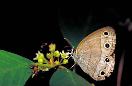 Beige butterfly little photo