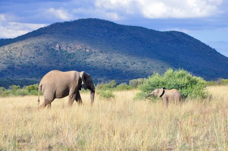 Elephant Family in Pilanesberg National Park, South Africa photo