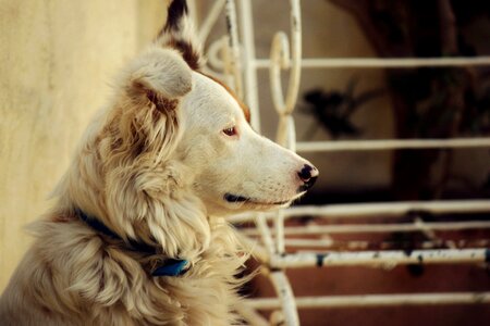 Profile dog animals pet photo