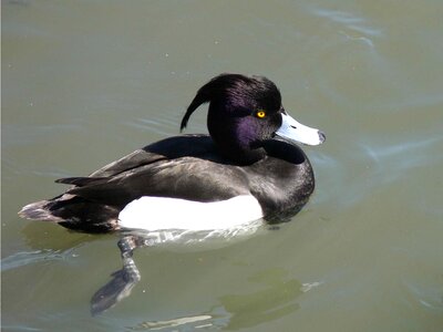 Duck swim water photo