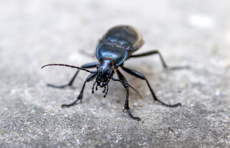 Black Beetle on Concrete photo