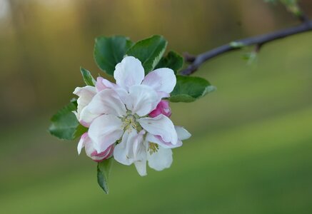 Floral plant natural