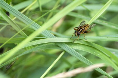 Animal arthropod biology