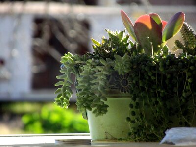 Succulent flower pot houseplant