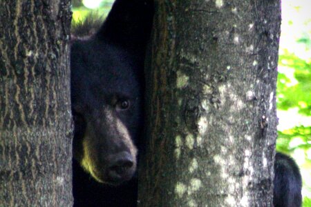 Bear black tree