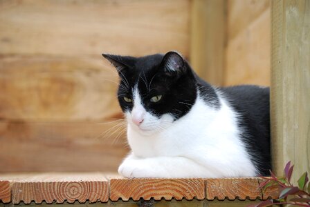 Black and white pet rest photo