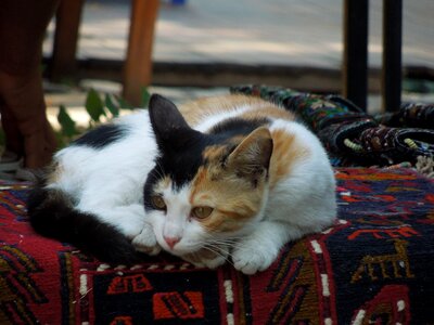 Pet istanbul turkey
