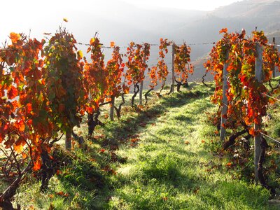 Vineyard valley landscape photo