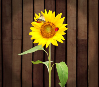 Beautiful sunflowers on wooden background photo