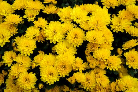 Yellow background blütenmeer