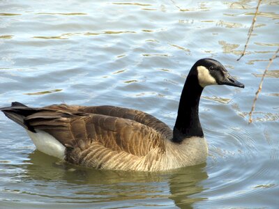 Pond water branta canadensis