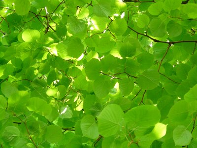 Leaves green light