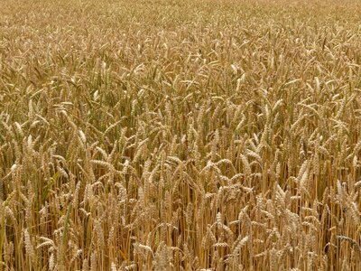 Agricultural agriculture barley photo