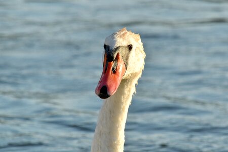 Aquatic Bird swan water photo