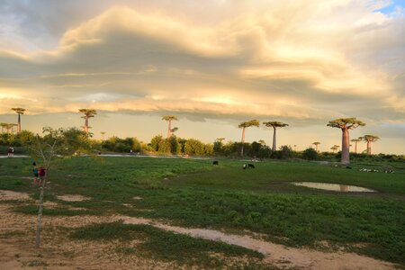Baobab environment nature photo