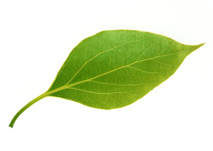 One bright green leaf photo