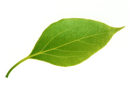 One bright green leaf