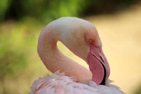Zoo flamingo bird photo