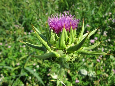 Blessed milk thistle marian thistle mary thistle photo