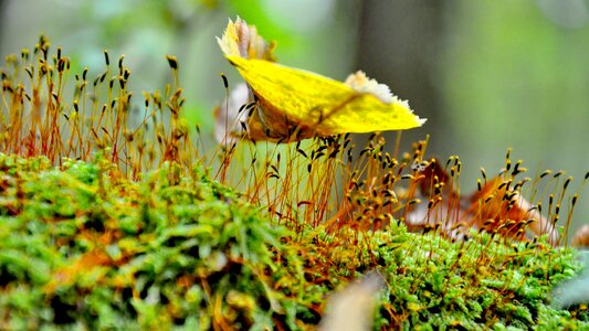 Foliage yellow nature
