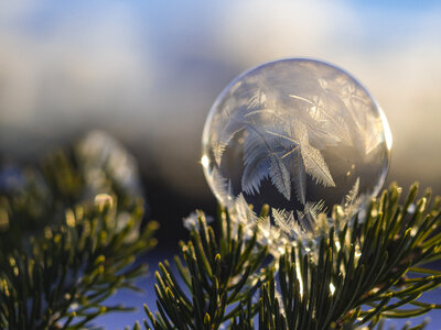 Frozen Bubble at Sunset on a Twig photo
