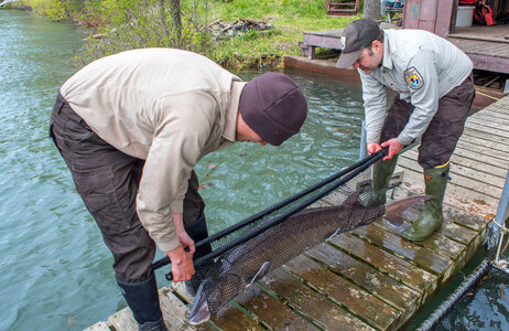 USFWS Fisheries workers prepare to move Lake sturgeon-3