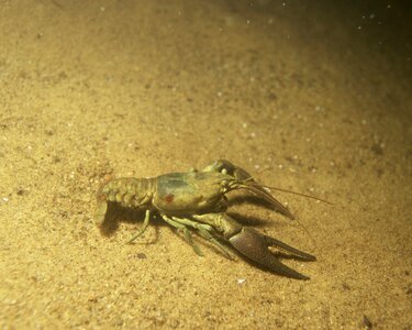 Animal background crawfish