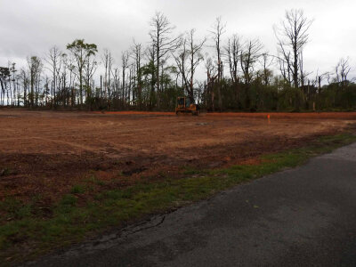 Removal of pine trees affected by Southern Pine Beetles photo