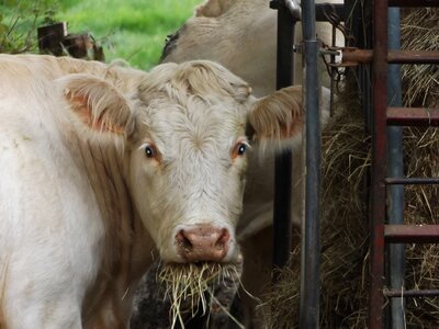 Cow head eat