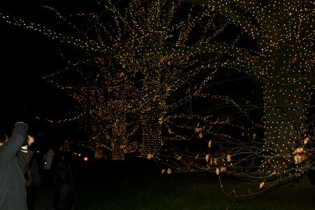 path with christmas lights Longwood Gardens photo