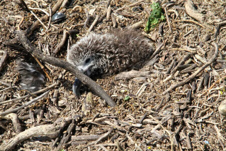 Laysan abatross chick stuck in debris was later rescued photo