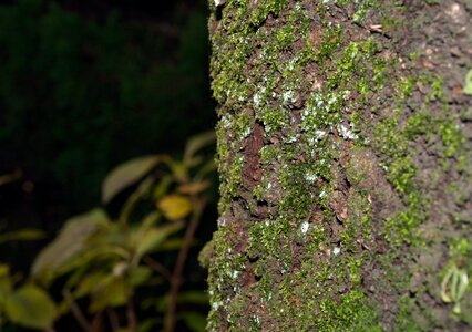 Forest tree moss