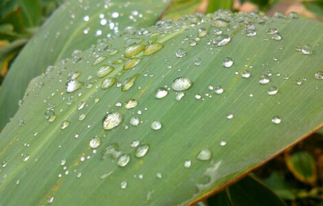 Nature water droplets photo