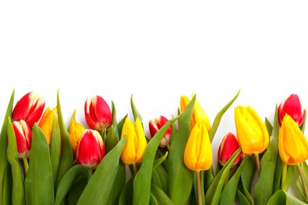 Colorful decoration flora