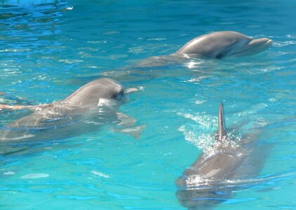 Pool water mammal photo