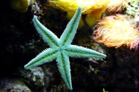 Sea animal aquarium echinoderms photo