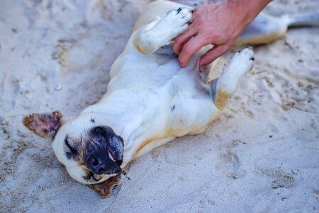 Dog Beach Happy photo