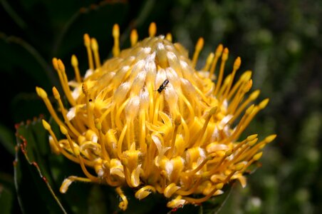 Sugar bush protea yellow photo