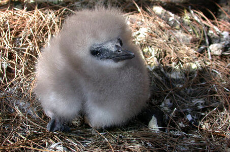 Downy Red-tailed Tropicbird Chick photo