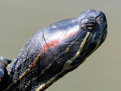 Amphibian biotope close-up photo