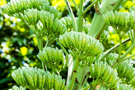Agave inflorescence flowers