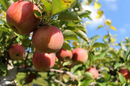 Agriculture apple apples
