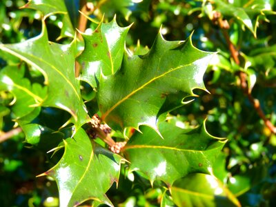 Holly ilex leaf photo