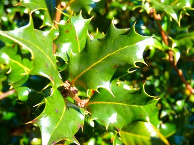 Holly ilex leaf